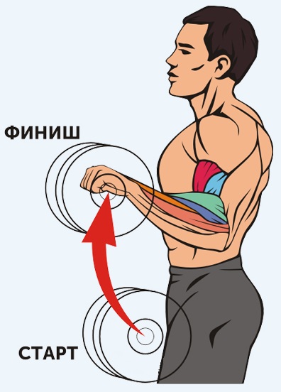 Oefeningen voor biceps met en zonder halters, op een horizontale balk, met een halter voor meisjes. Home-programma