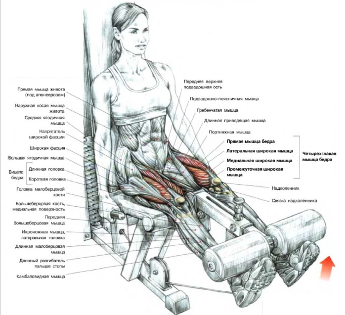 Verlenging van de benen in de simulator zittend, op de quadriceps, liggend. Voordelen, techniek, welke spieren werken
