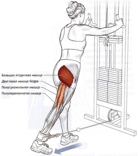 تمديد الساقين في جهاز محاكاة أثناء الجلوس ، على عضلة الفخذ ، مستلقية. الفوائد ، التقنية التي تعمل بها العضلات