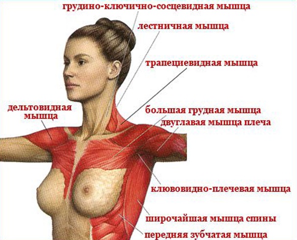 Μηχανές άσκησης για τους θωρακικούς μύες για γυναίκες στο γυμναστήριο. Φωτογραφίες, ονόματα ασκήσεων, τύποι