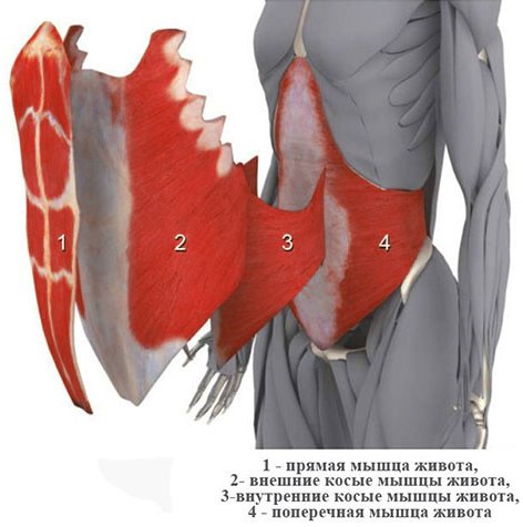 Οι πλάγιοι μύες της κοιλιάς στα κορίτσια. Πού είναι, ανατομία, ασκήσεις, φωτογραφία
