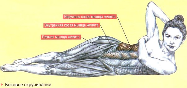 Οι πλάγιοι μύες της κοιλιάς στα κορίτσια. Πού είναι, ανατομία, ασκήσεις, φωτογραφία