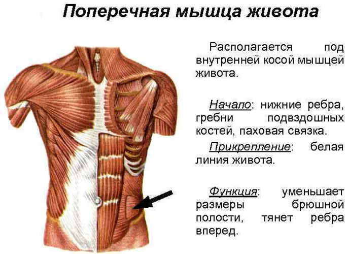 Εγκάρσιος κοιλιακός μυς. Ανατομία, λειτουργία, προπόνηση κοιλιακών